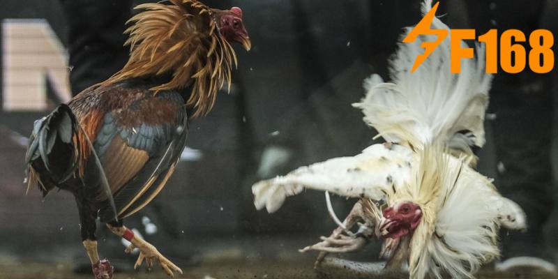 Một vài quy tắc cụ thể trong bộ môn đá gà tại nhà cái KU BET