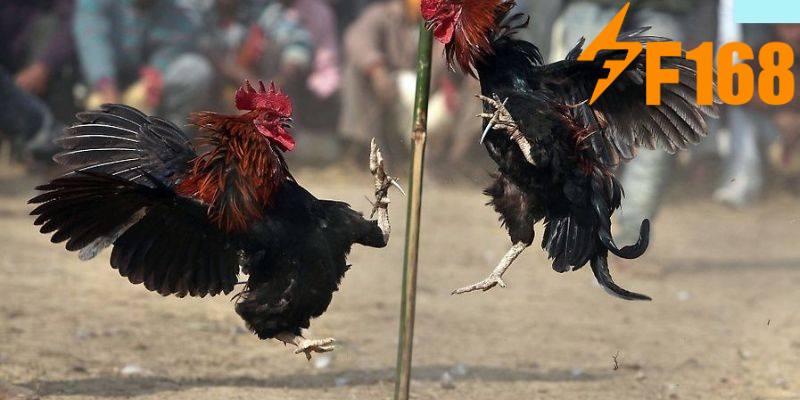 Những trận chiến kê tại KU BET có gì thu hút người chơi?