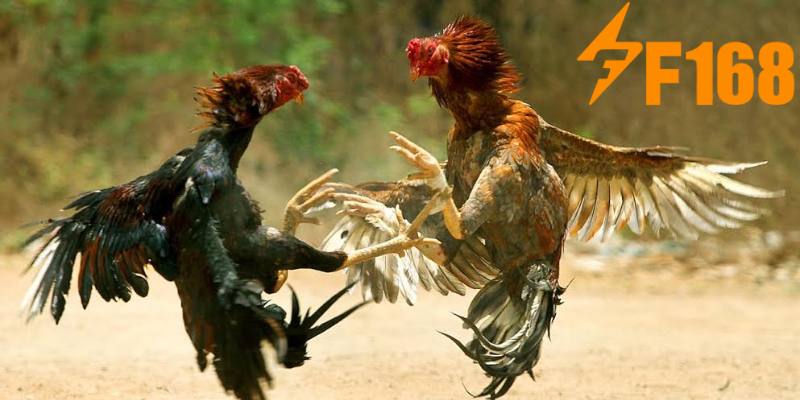 Thông tin giới thiệu về bộ môn đá gà tại nhà cái KU BET