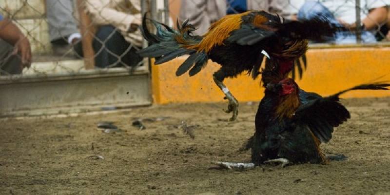 Tổng quan về bộ môn đá gà cựa dao